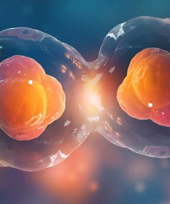 Stem Cells