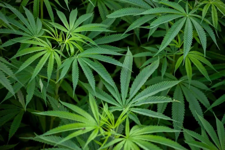 MEDICAL MARIHUANA